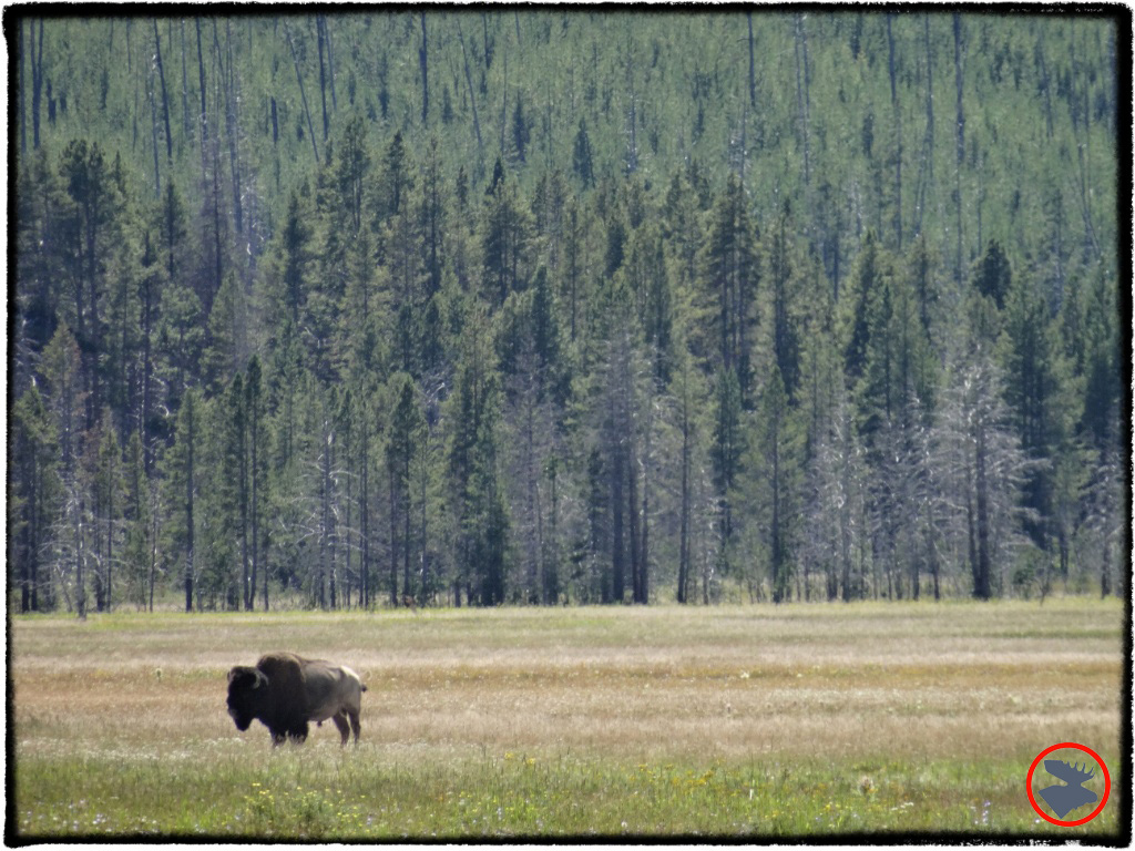 BMP-Post_Yellowstone_Bison3_October-2014.jpg