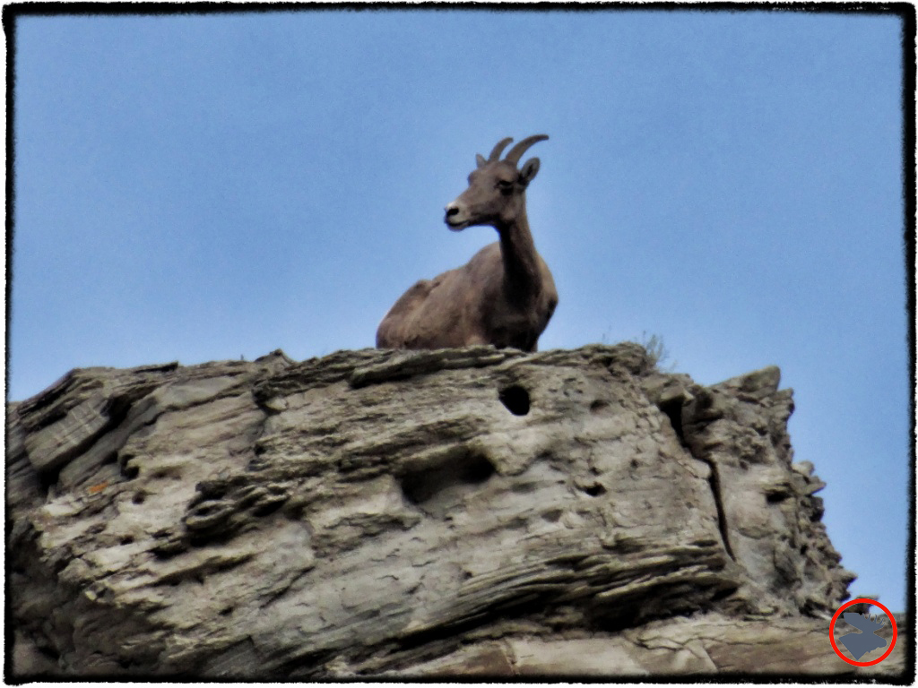 BMP-Post_Yellowstone_Mountain-Goat_October-2014.jpg