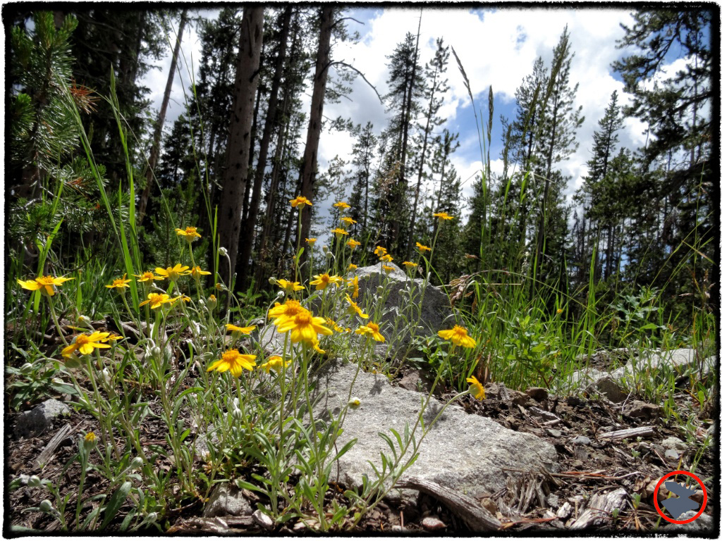 BMP-Post_Expedition-Log_Yellowstone_Flowers_October-2014.jpg