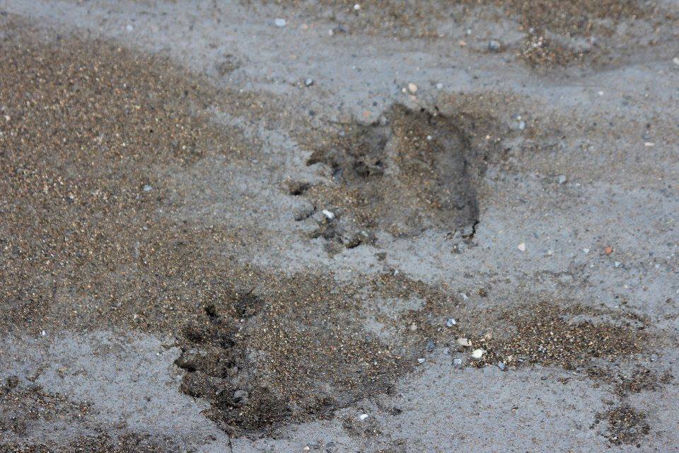 BMP Post_Expedition Log_Denali_Bear Tracks_October 2014.jpg