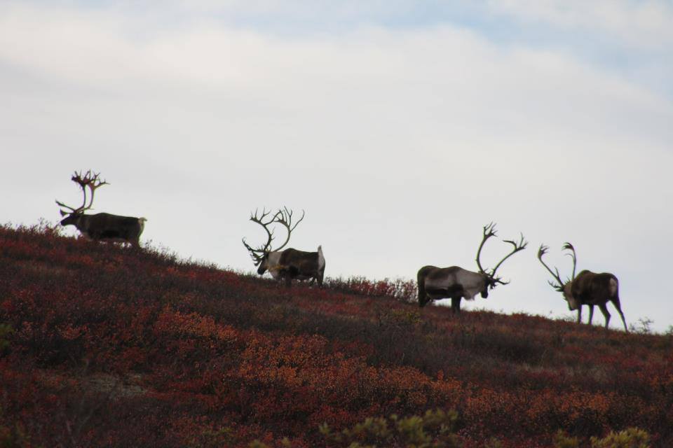 BMP Post_Expedition Log_Denali_Caribou_October 2014.jpg