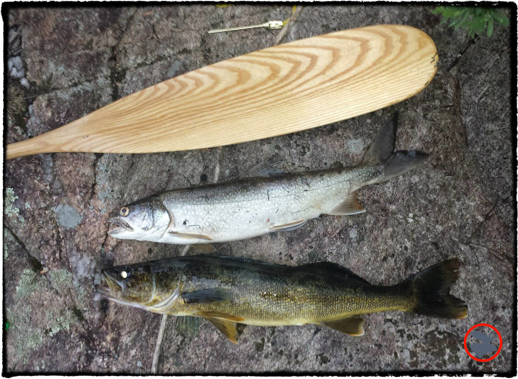 BMP-Post_Expedition-Log_Quetico_Trout-and-walleye_August-2015.jpg