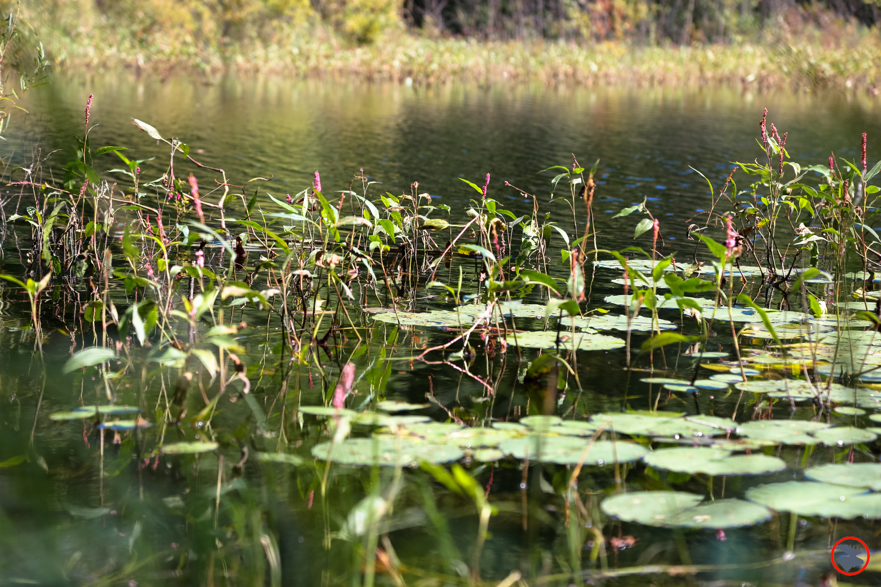 BMP-Post_Expedition-Log_Loyhead-Canoe-Route_Lillypads_9-10-17.jpg