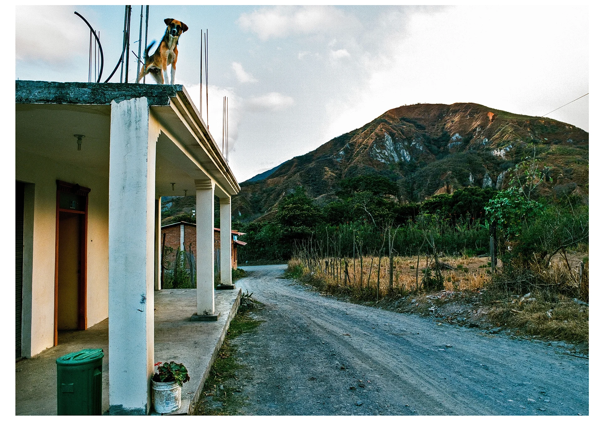 Watchdog49x69cm.jpg
