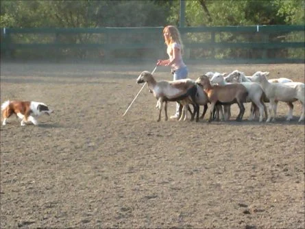 Chandra and our chocolate rescue Border Collie, Brody, entertaining at half-time at the famous Coto de Caza polo match.