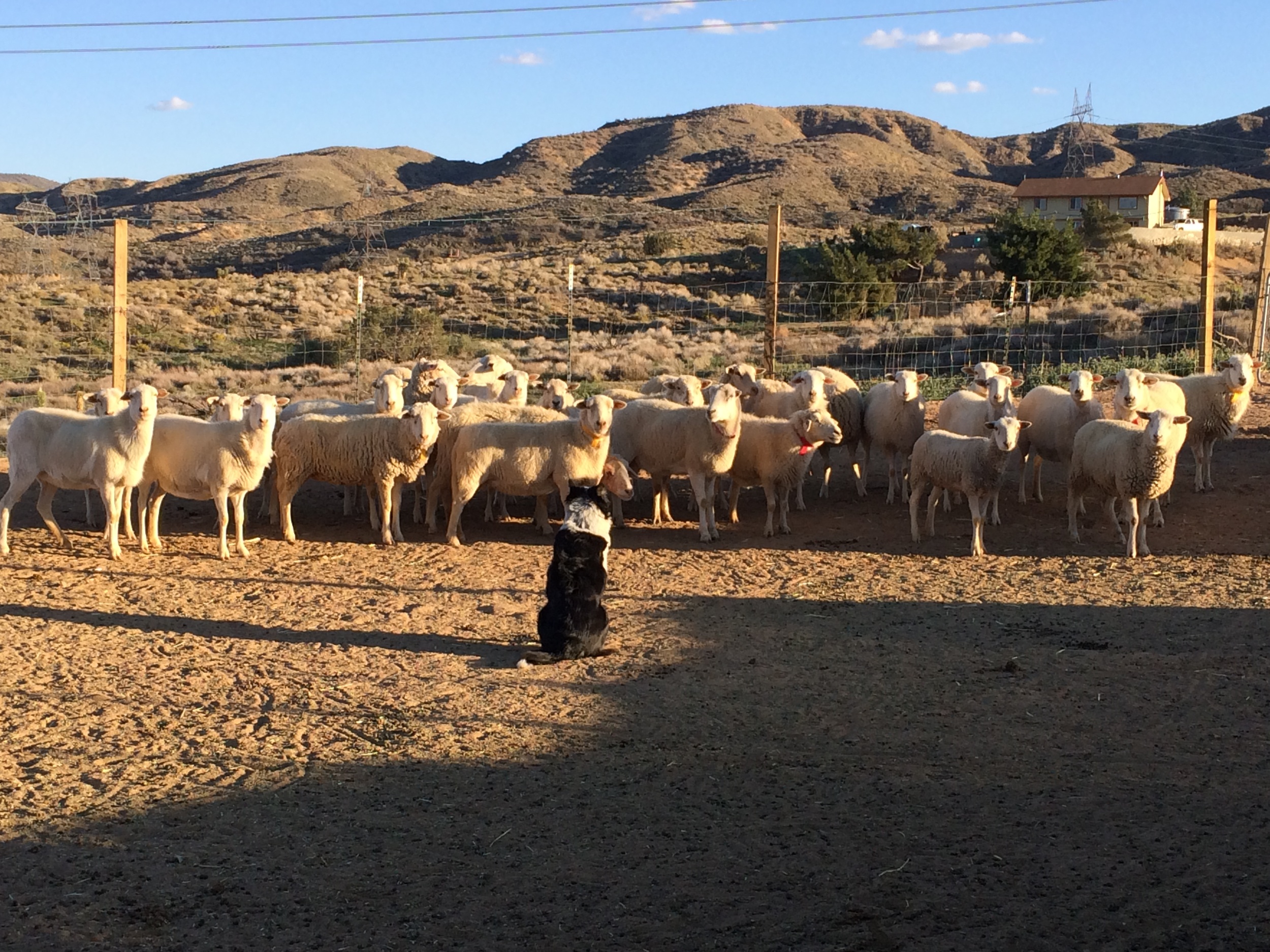 Drew and the flock