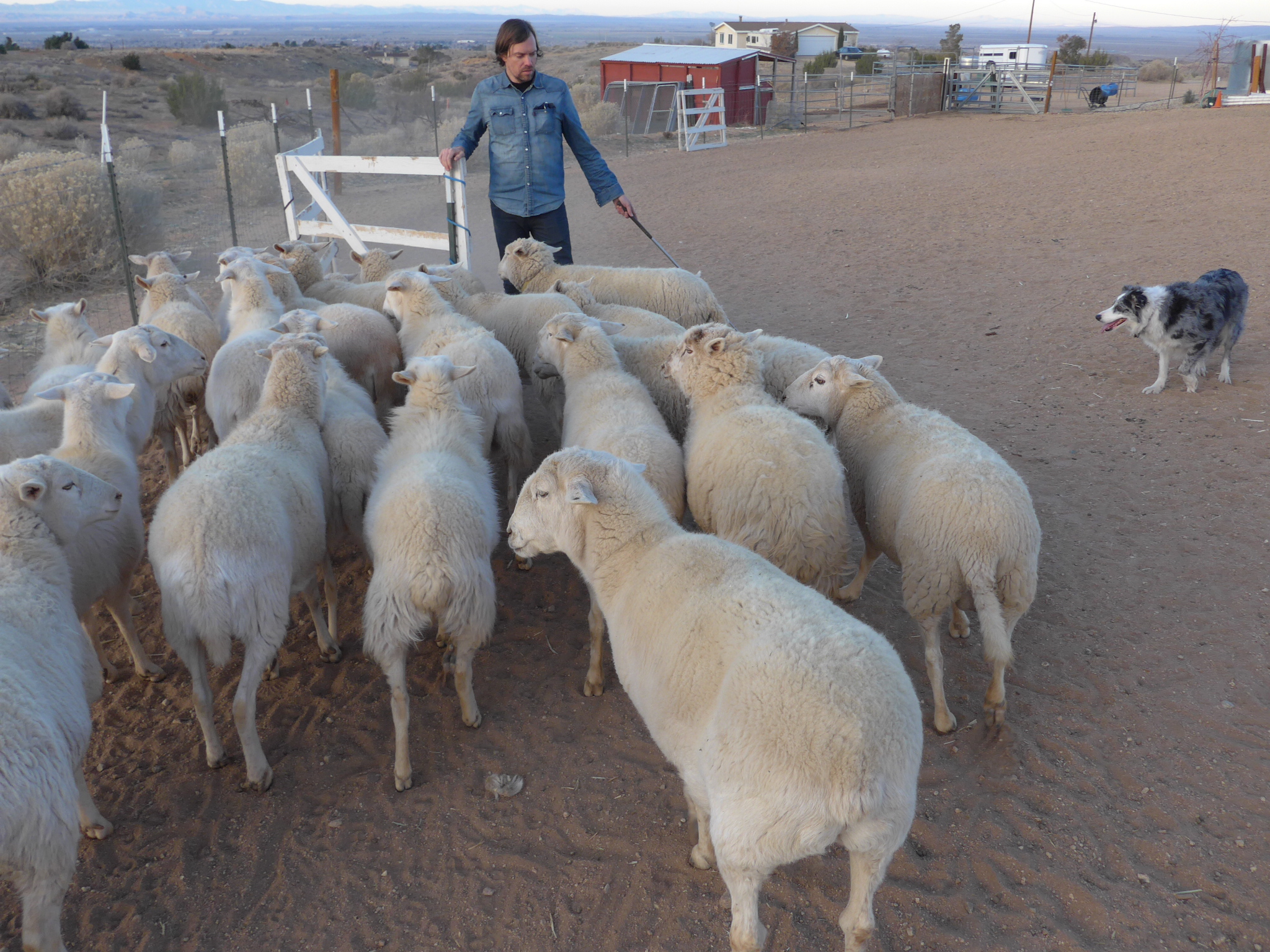 Mike with his Blue Merle Border Collie, Lulu, bringing the sheep through the Y chute, practicing for an upcoming competition.