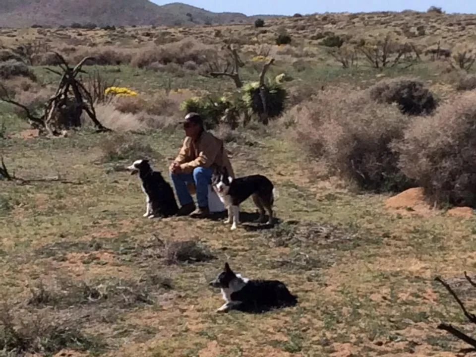 Ted with his crew, Drew, Tweed, and Panda, tending sheep in the open hills