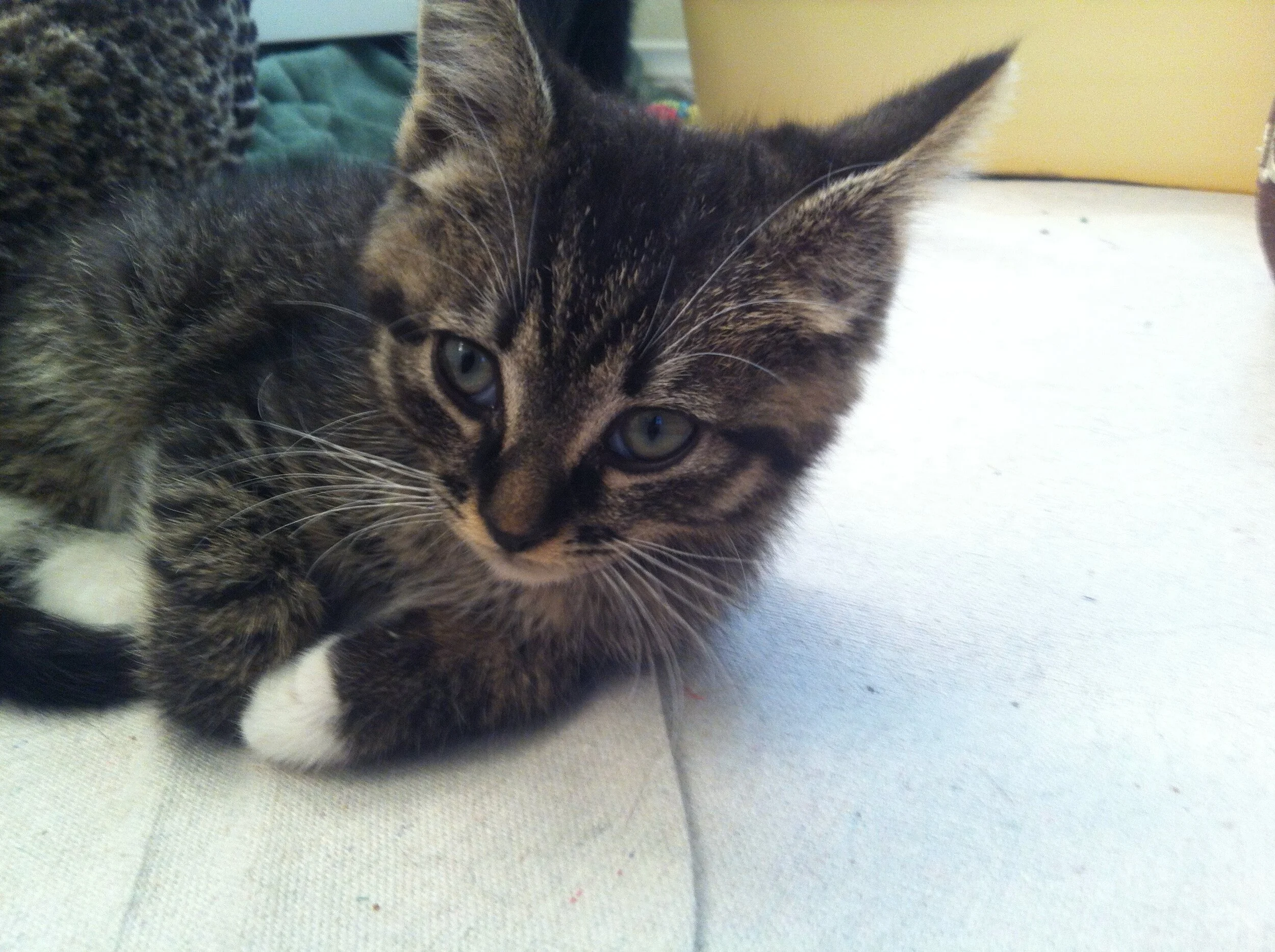 Baby Dixie quote.jpeg