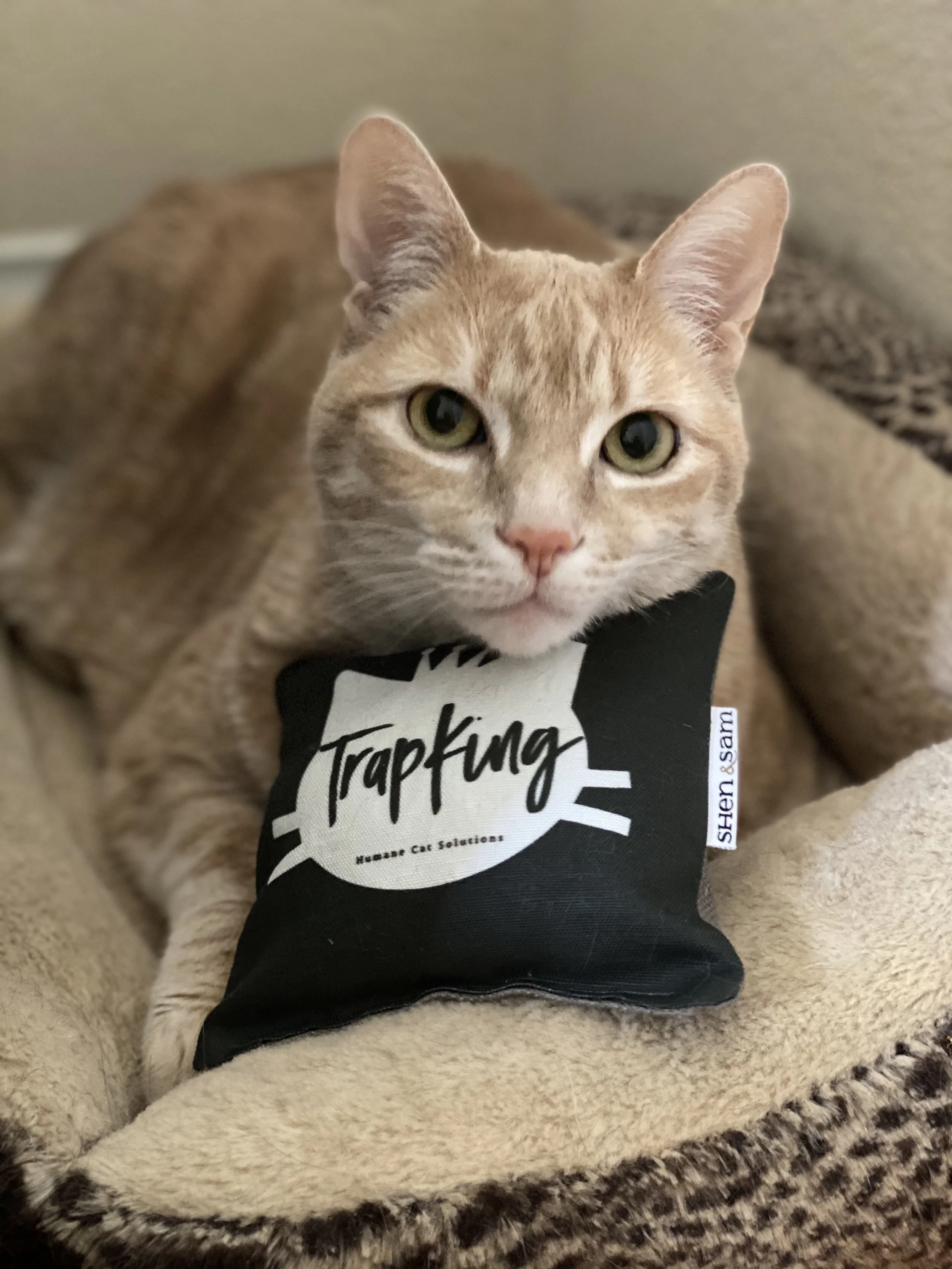 TrapKing - Catnip Pillow