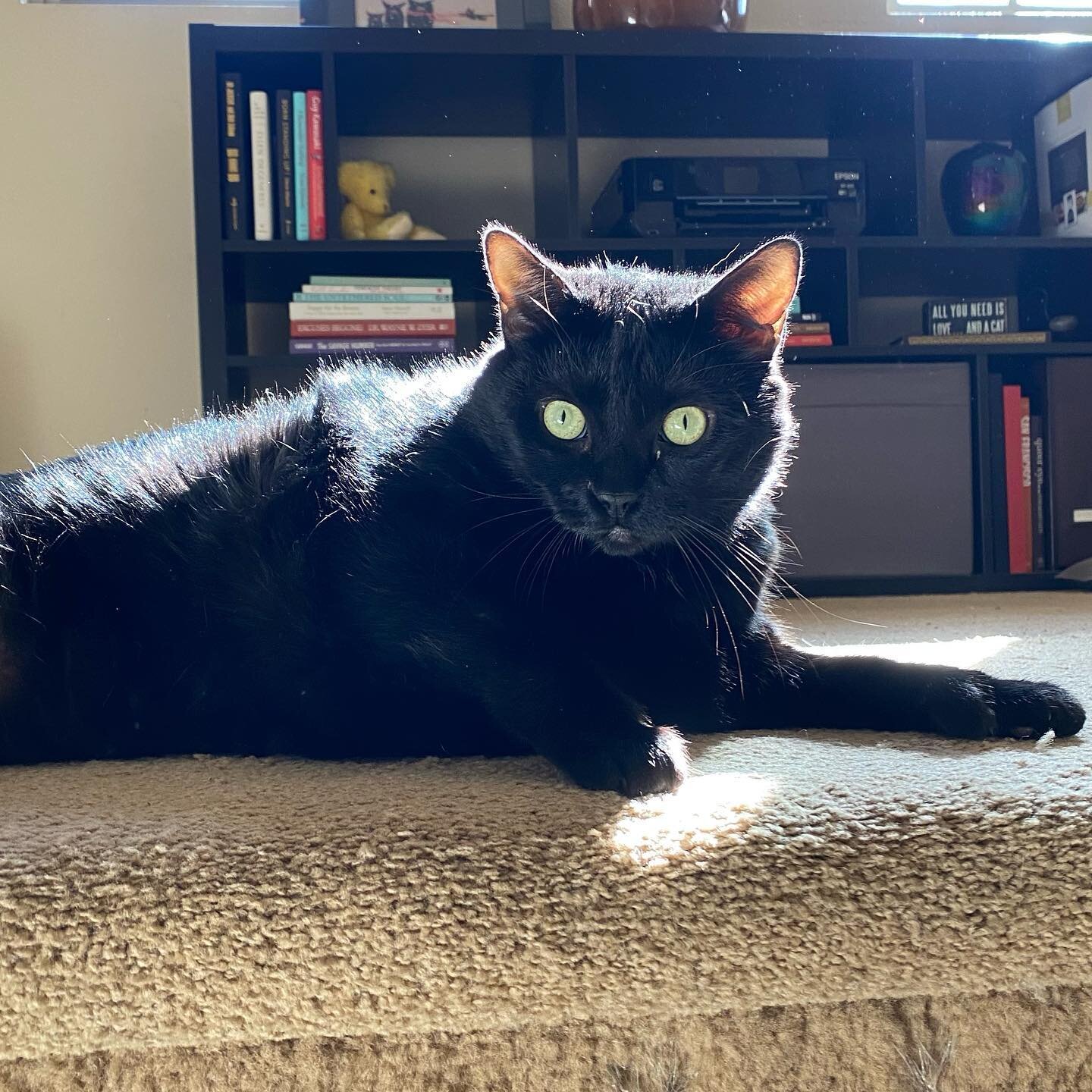 Sending you relaxing vibes on this sunny Caturday from my beautiful girl, Robbie! 😻🖤

#shenandsamco #shenandsam #blackcatsrule #blackcatsrock #blackcats #happycaturday