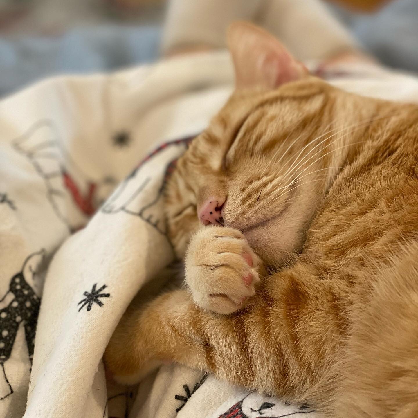 Happy Caturday! May your catnap dreams be as happy as Blaze&rsquo;s seem to be! 😻🧡

#shenandsam #shenandsamco #happycaturday #caturday #catnaps #gingercatsrule #gingercatsrock