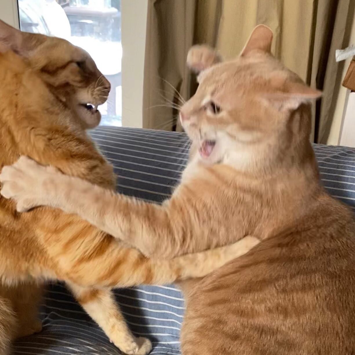 Caption this! 🥊

Two brothers having a little fun on this rambunctious Caturday!! 😹🧡

#shenandsam #shenandsamco #gingercatsrock #gingercatsrule #caturday