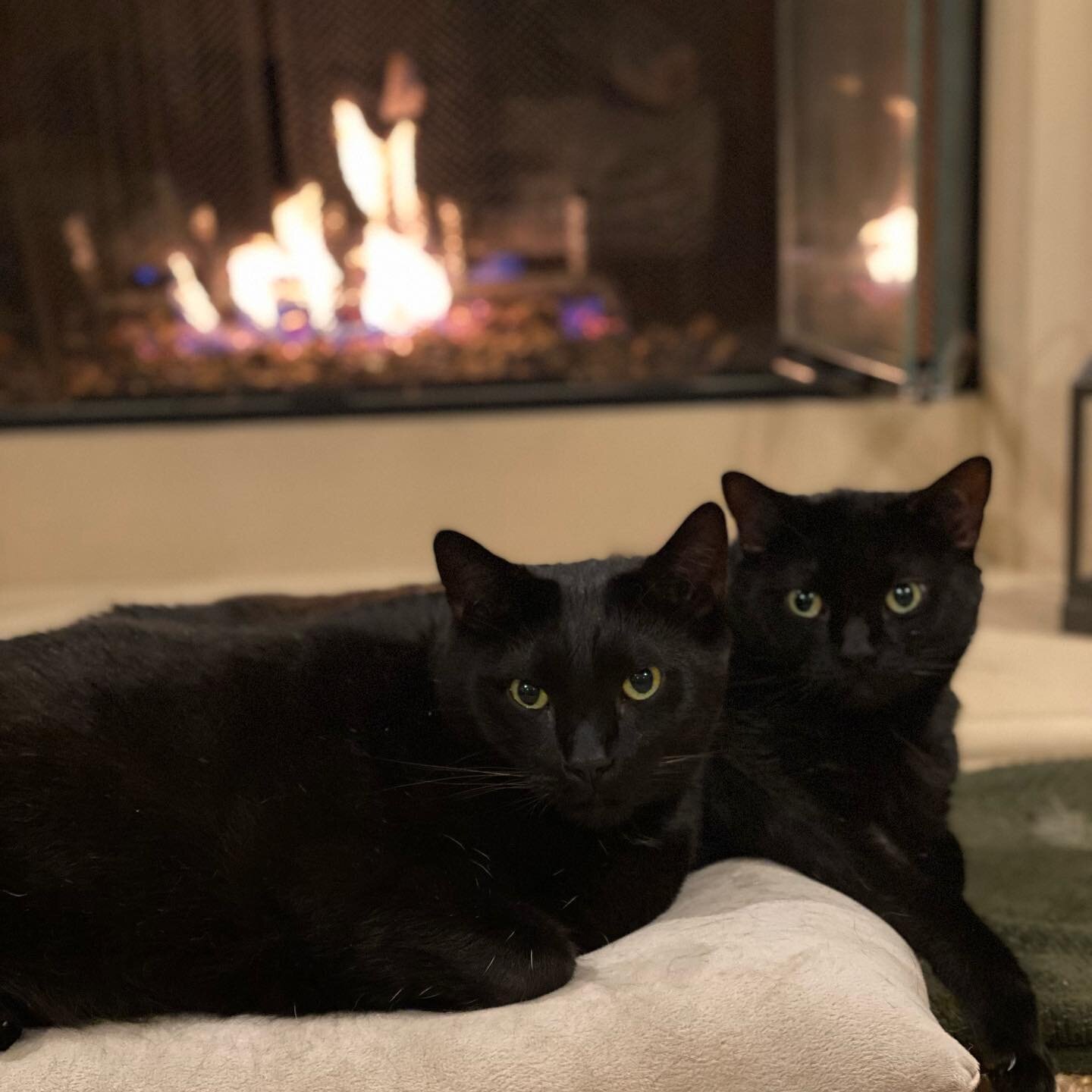 My 2 gorgeous black panthers relaxing on  2/22/22! 😻🖤😻🖤

#shenandsam #shenandsamco #blackcatsrule #blackcatsrock