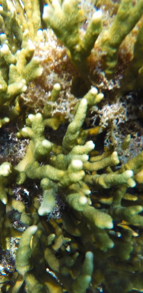 CORAL GARDEN