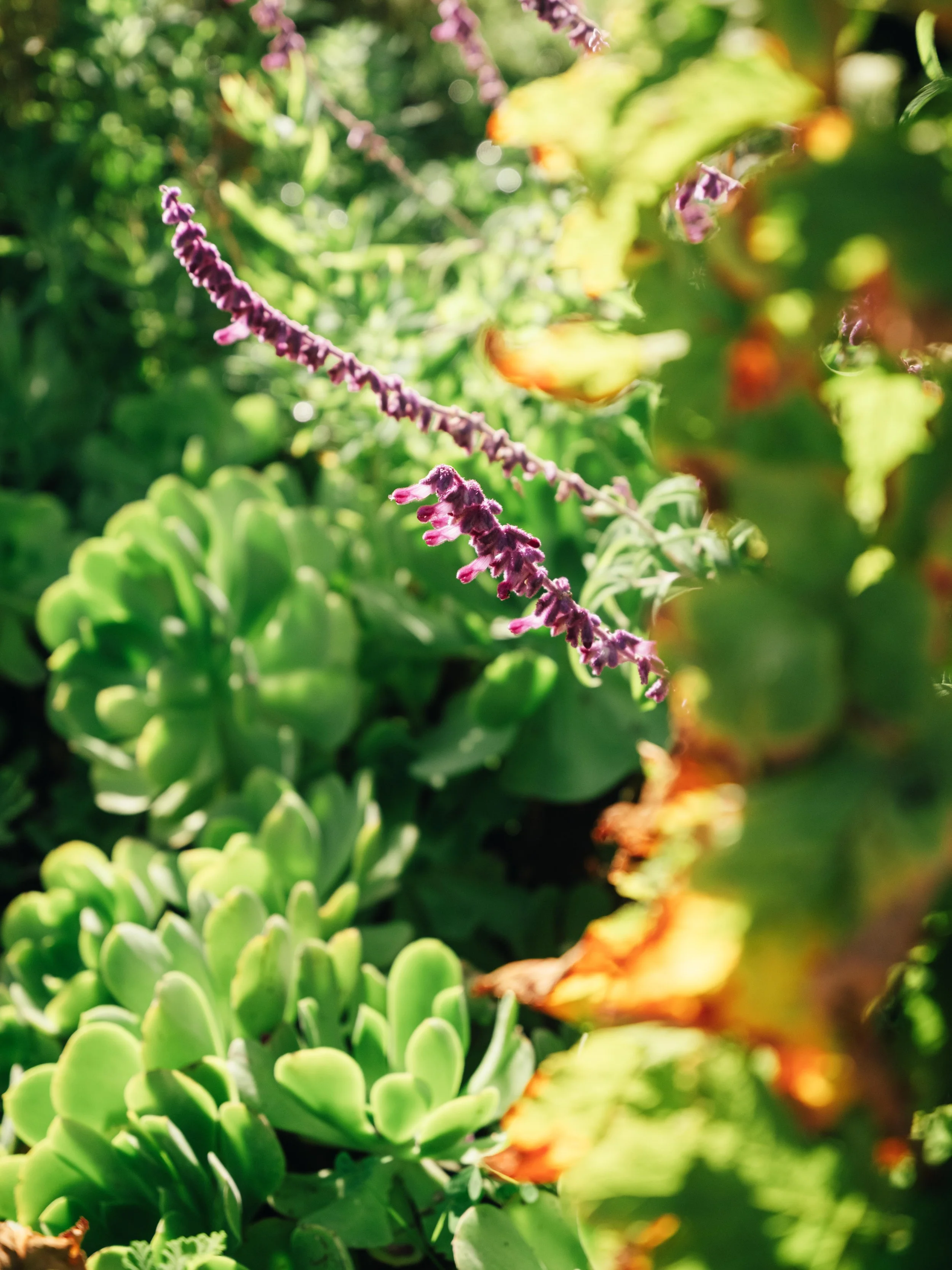 25_Fuji_Monterey, California_113.jpg