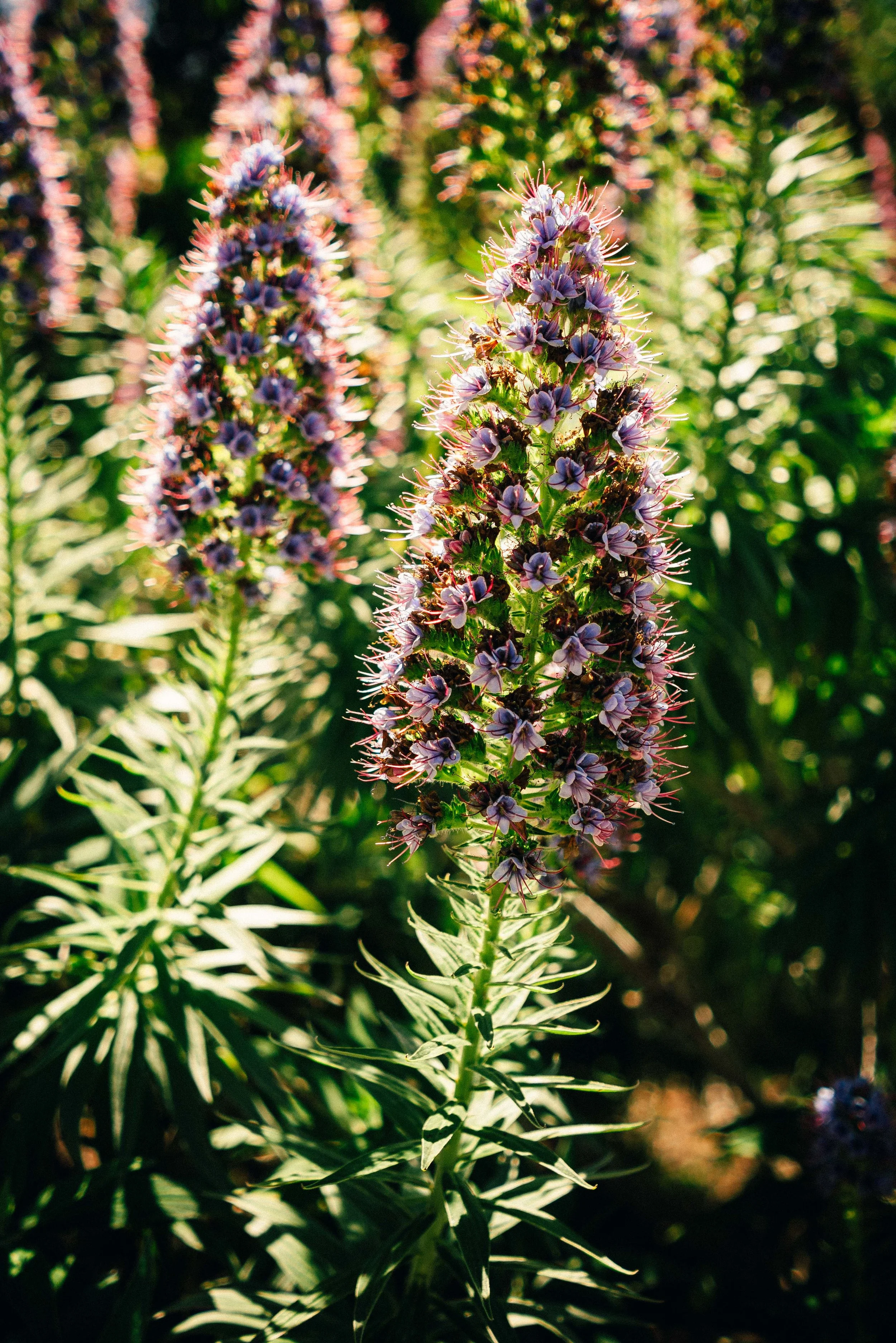Monterey_0009.jpg