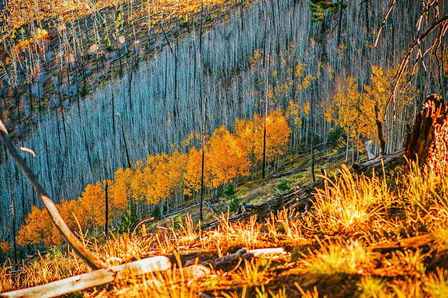 Kevin_Layton_Flagstaff_0002.jpg