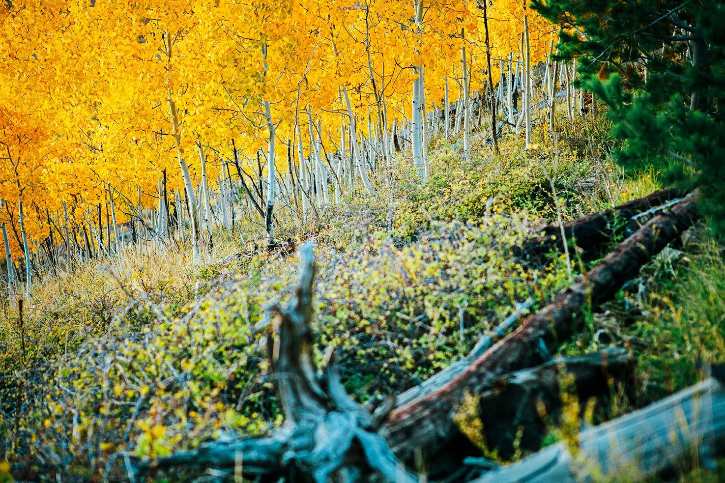 Kevin_Layton_Flagstaff_0001.jpg