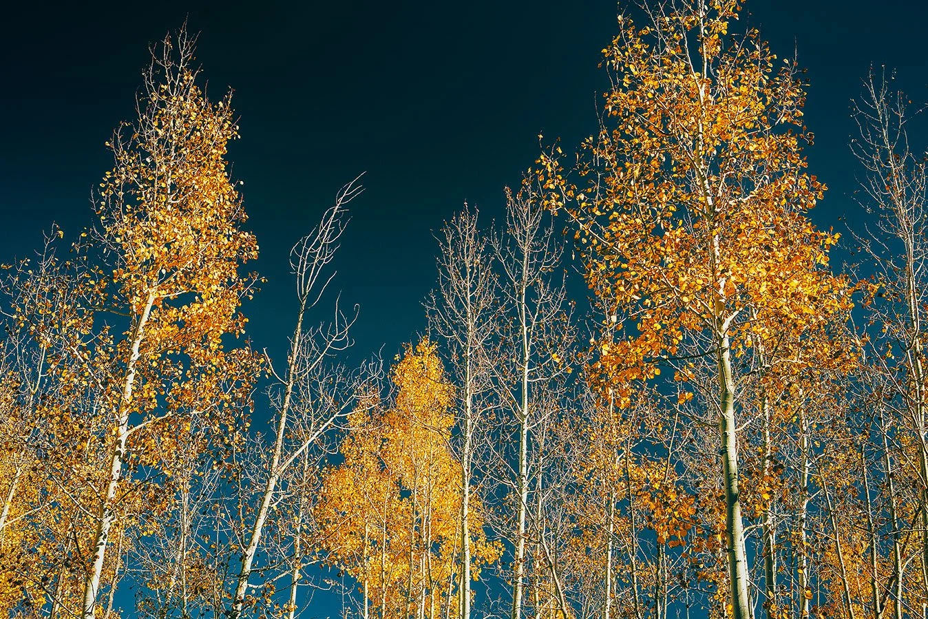 Kevin_Layton_Flagstaff_0009.jpg