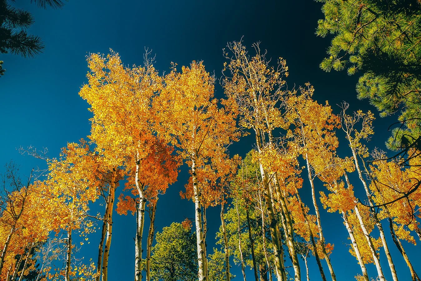Kevin_Layton_Flagstaff_0010.jpg