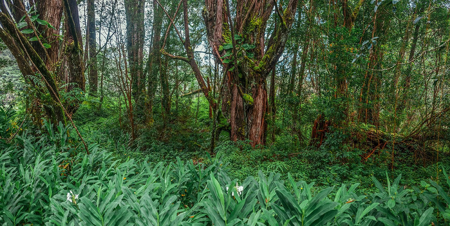 Kevin_Layton_Maui_0054.jpg