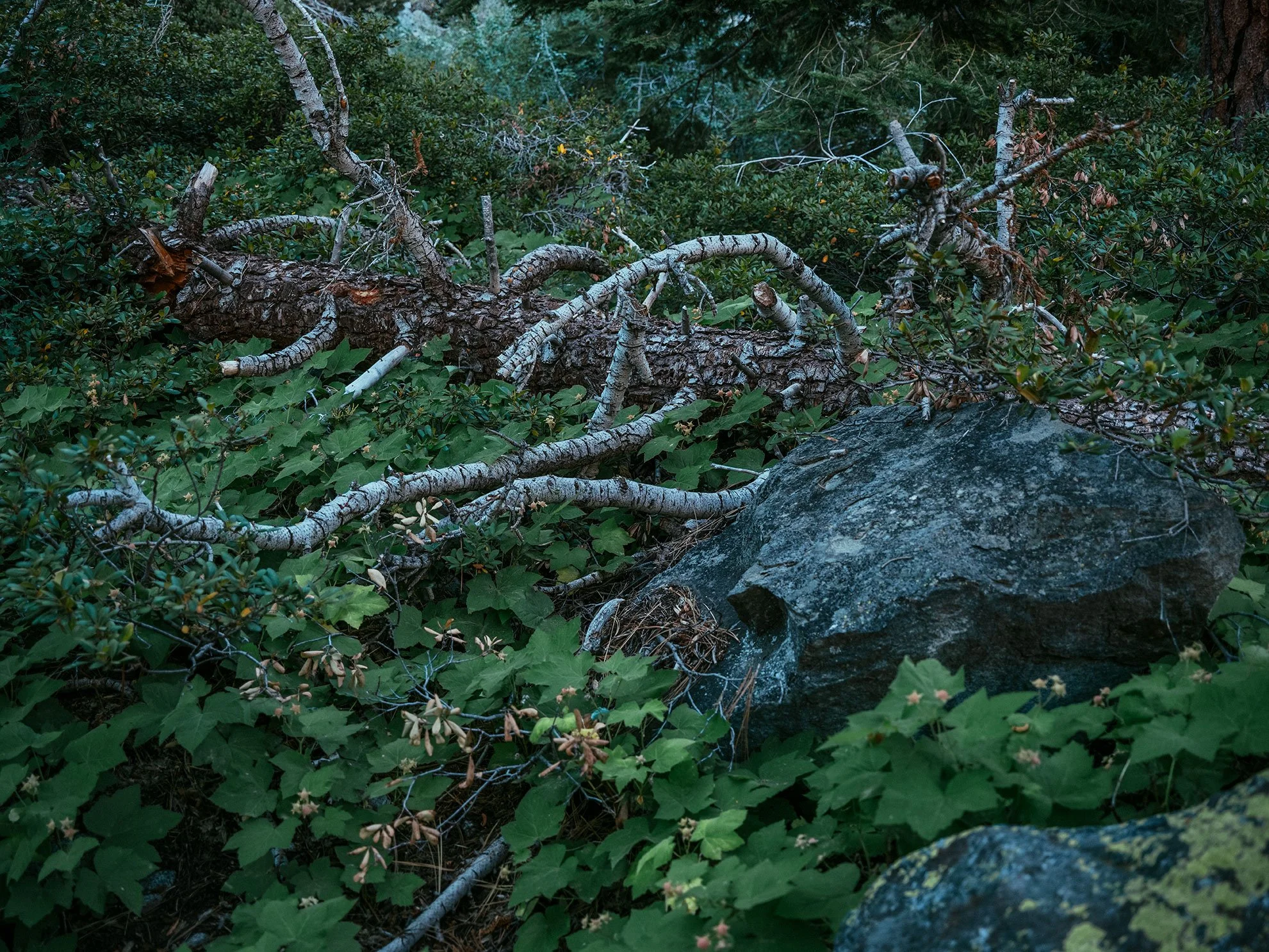 Kevin_Layton_Lake_Tahoe_0172.jpg