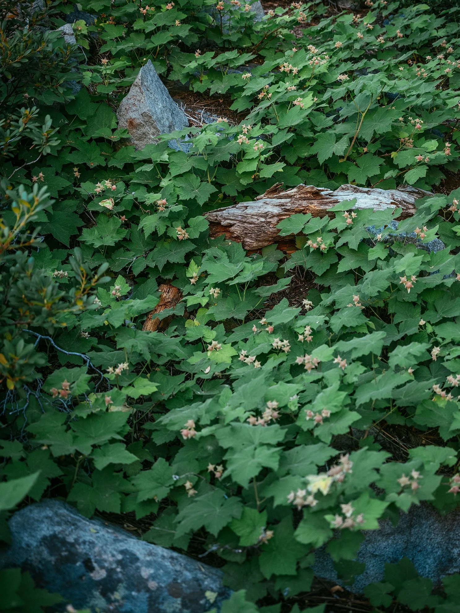 Kevin_Layton_Lake_Tahoe_0174.jpg