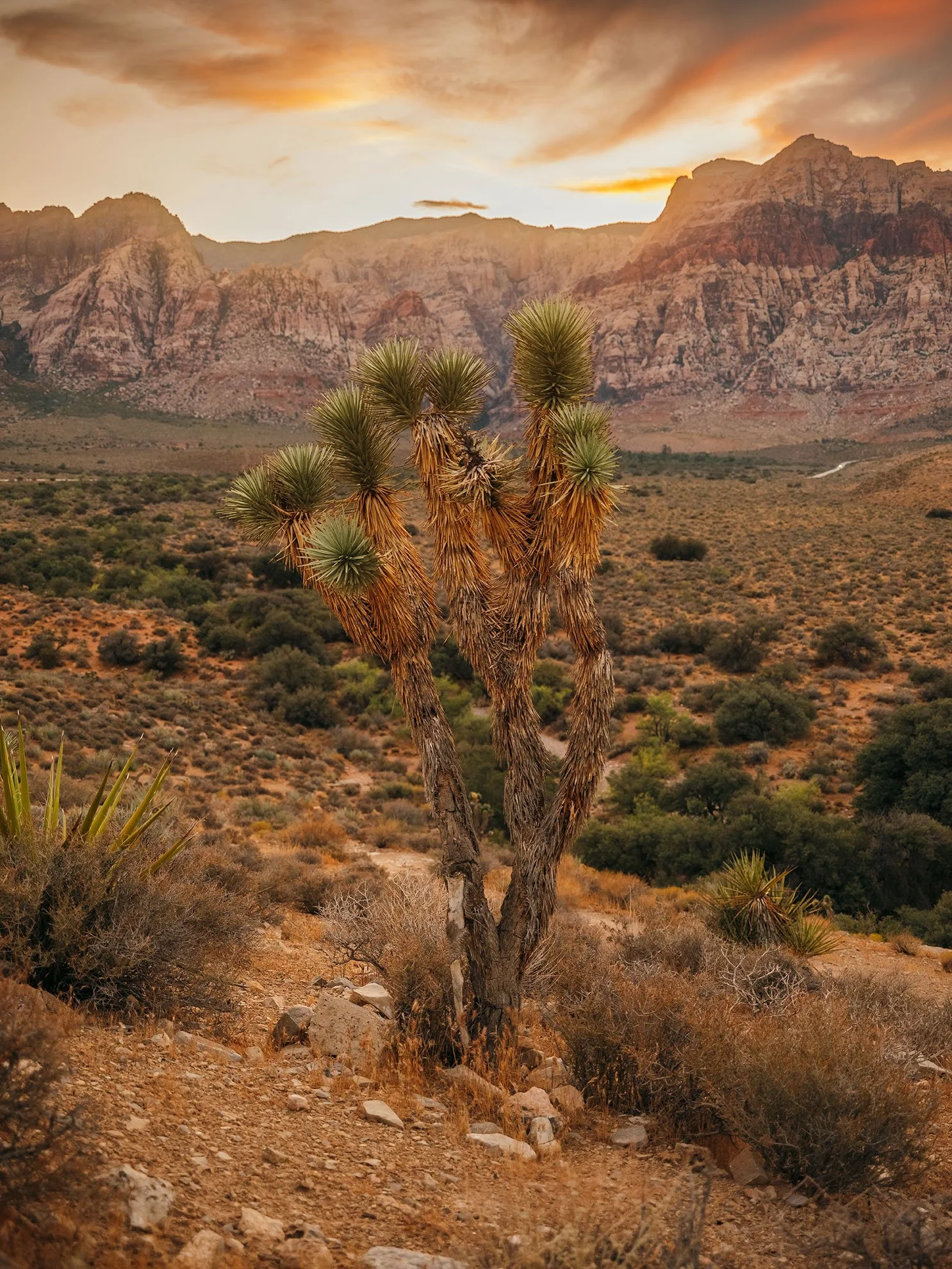 Kevin_Layton_26_Red_Rock_Canyon_0016.jpg