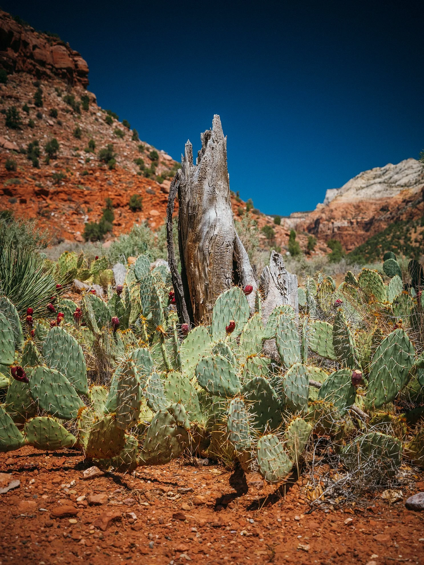 26_Zion_National_Park_0006.jpg