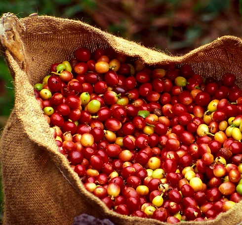 Kona Coffee Cultural Festival 3.jpg