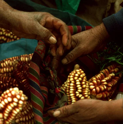 Surquillo Market, Lima 1.jpg