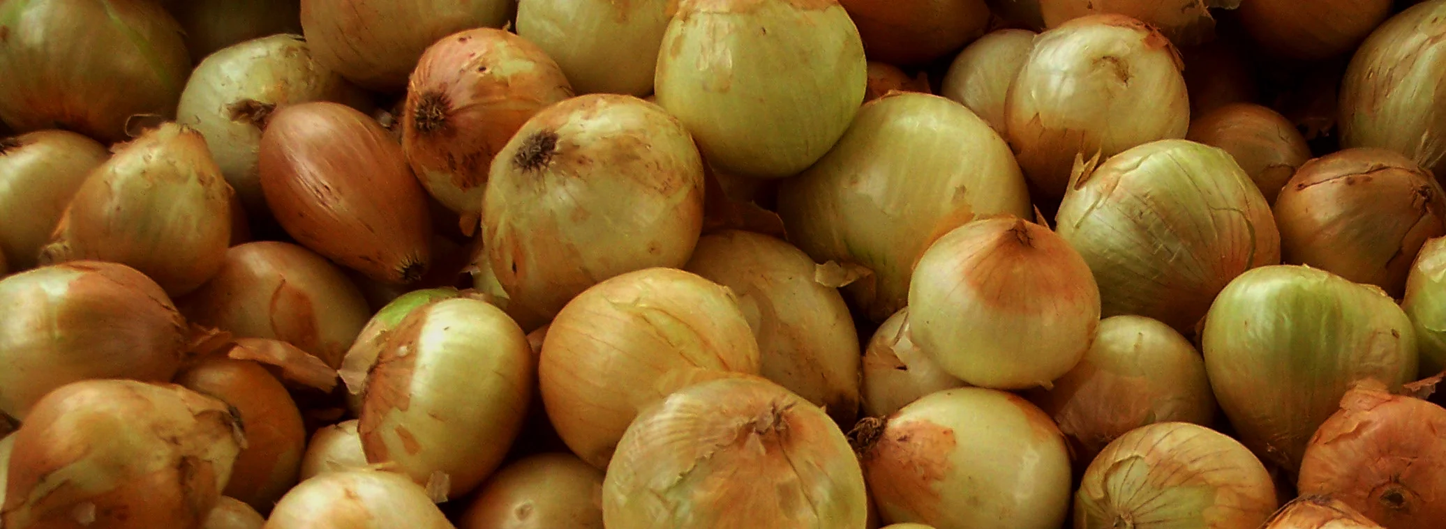 Onions 1b.jpg