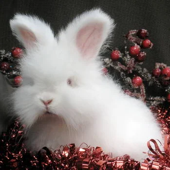 Bunny 1.jpg