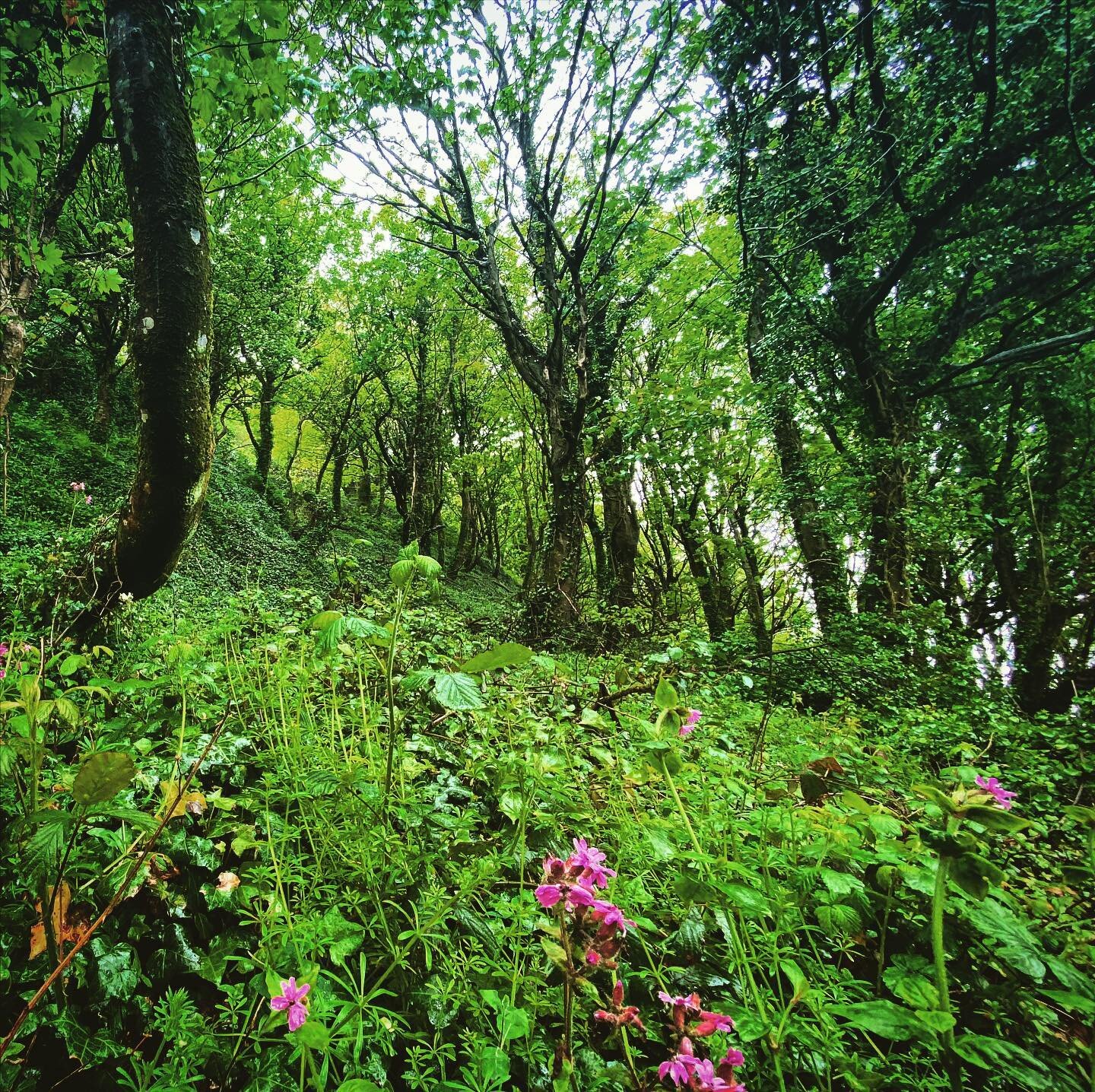 #lushgreen #wild #woodland #photographerofinstagram #photographer #trip #journey #outintheuk #ilfracombe #southwestcoast #GreatBritain #Europe
