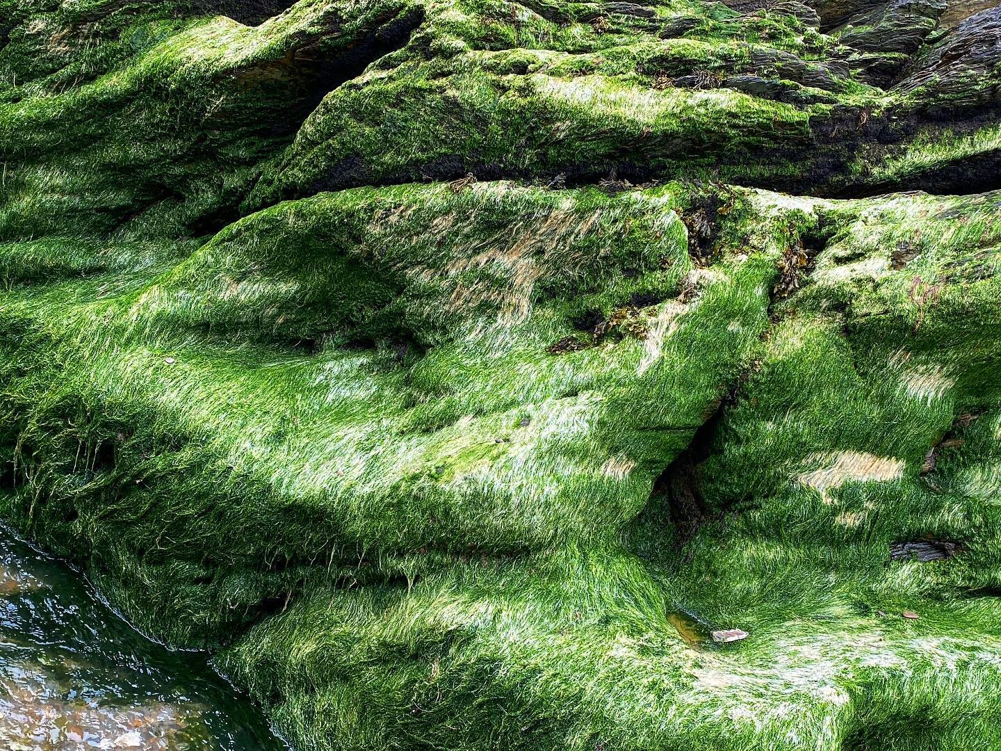 #greenfurryrocks #algae #photographerofinstagram #photographer #coastal #trip #journey #outintheuk #ilfracombe #southwestcoast #GreatBritain #Europe
