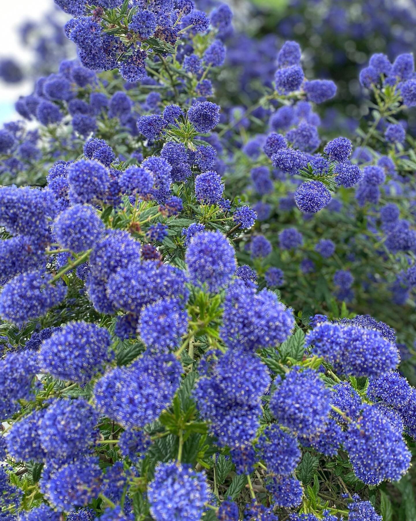 #blue #flora #flower