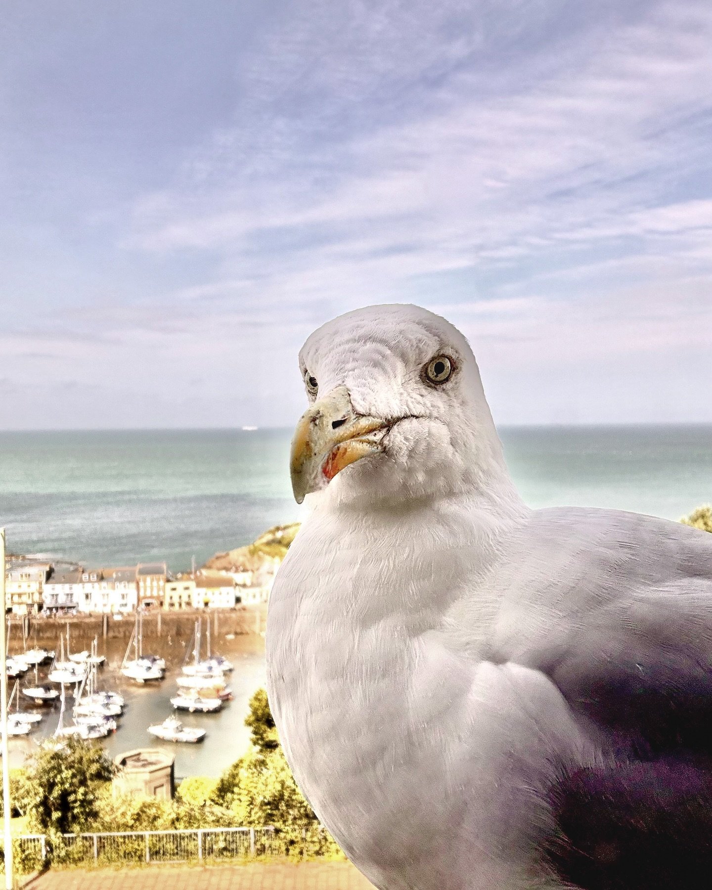 #herringgull #thebirds #evileye #seagull
 This guy just staring at me from the window daring me to come closer!