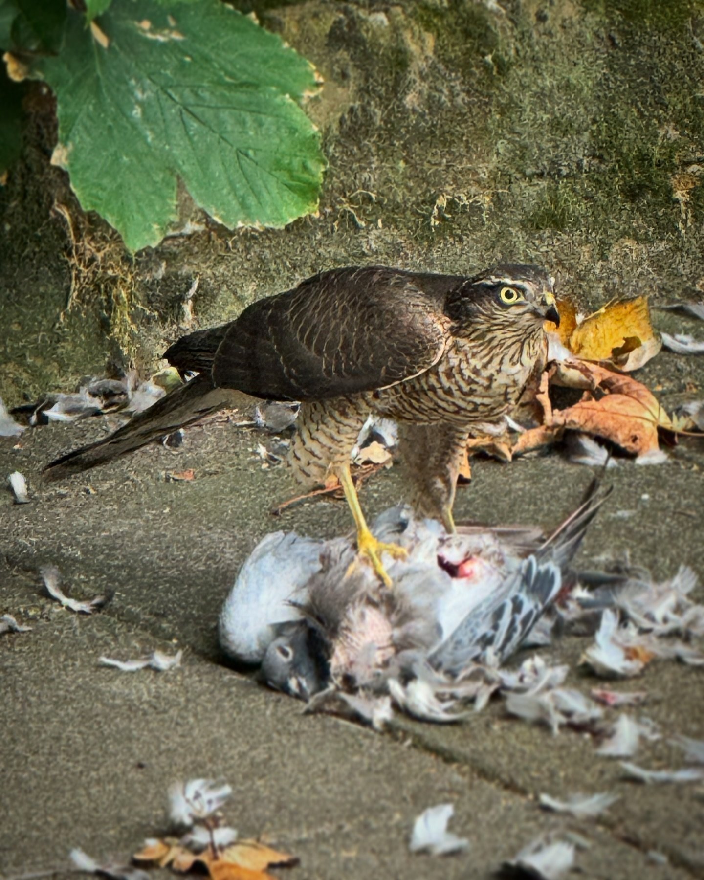 #wildlondon #raptor #sparrowhawk #majestic #fierce #urbanhunter not often you see nature played out like this in central London