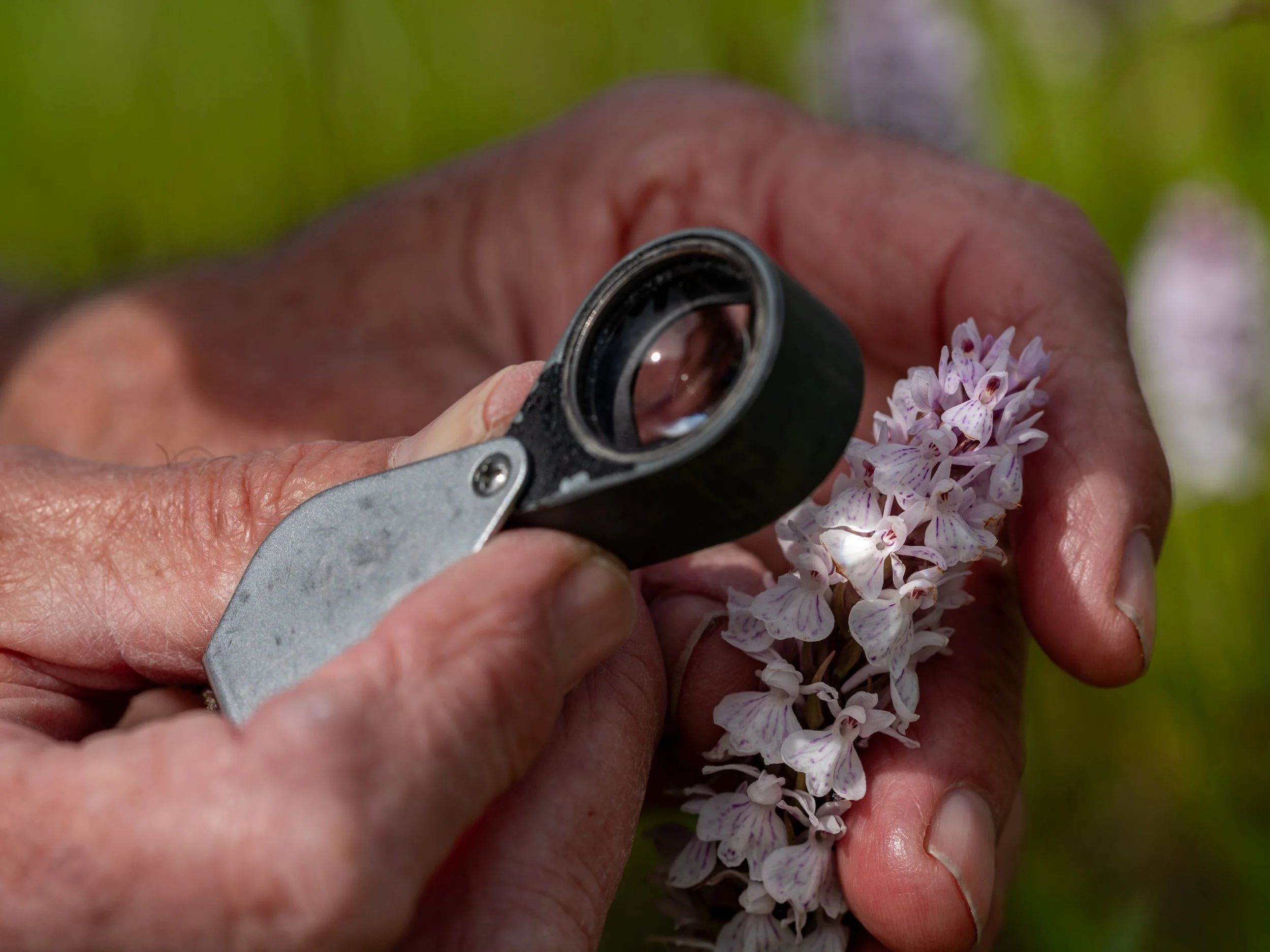 Keepers of the wild orchid-3.jpg