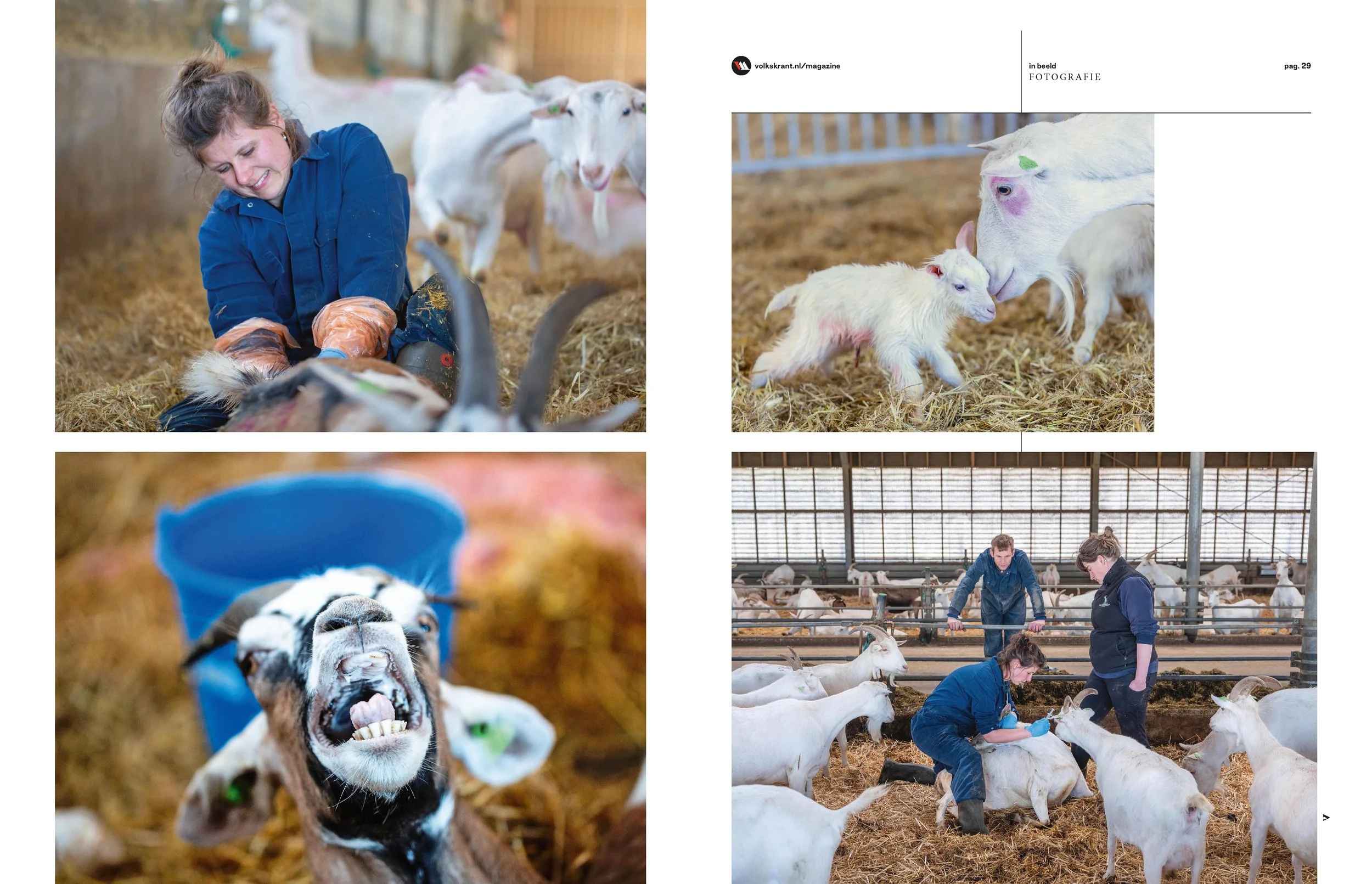 250503 - Volkskrant - veearts - 3.jpg