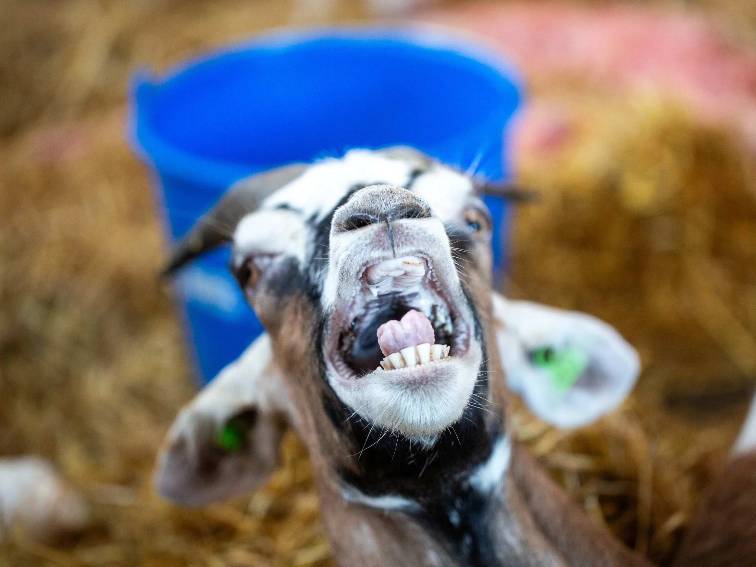 Veearts Lilian Bergman-9.jpg