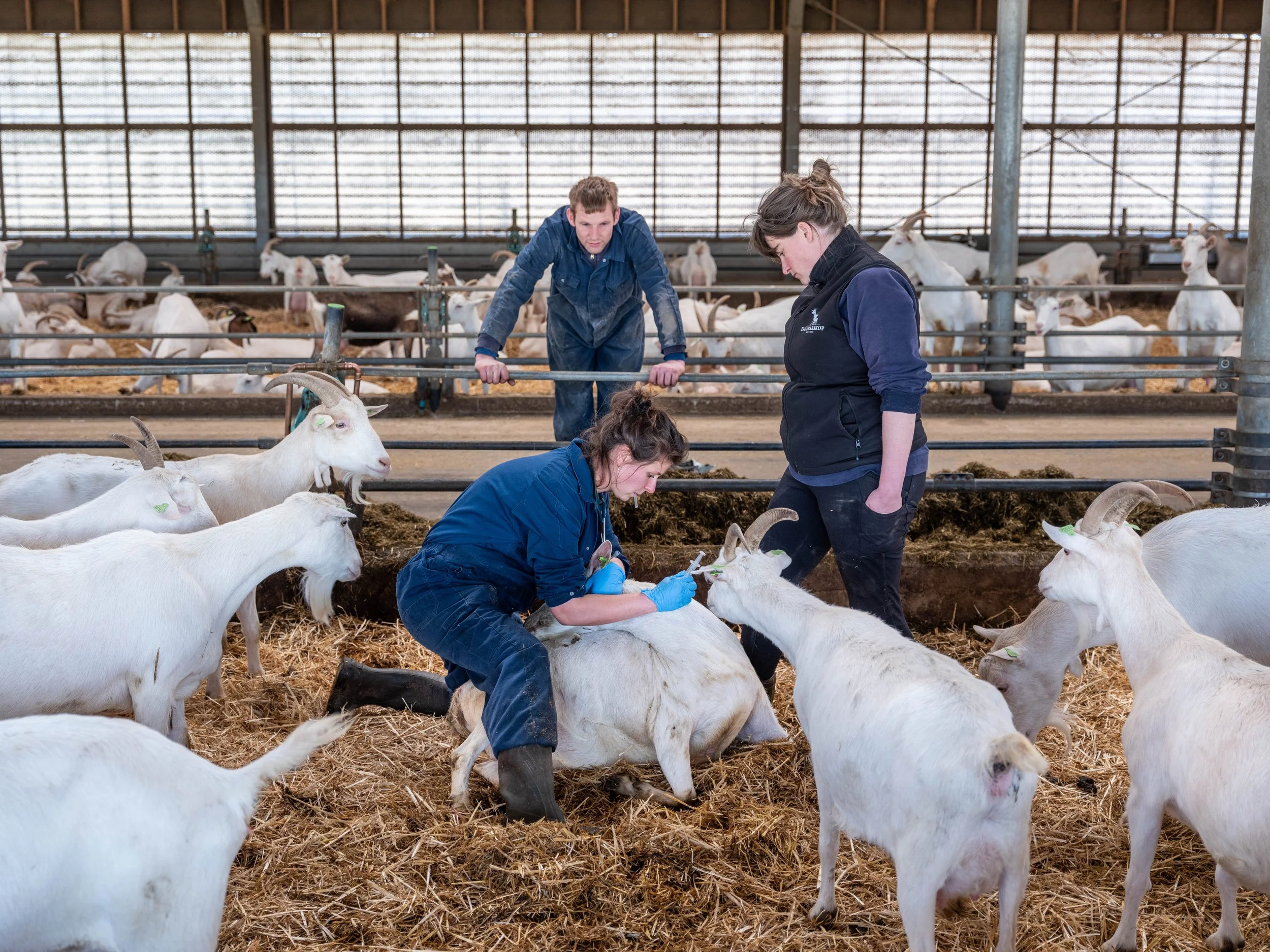 Veearts Lilian Bergman-10.jpg