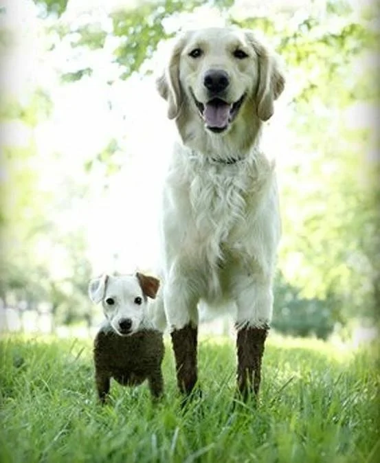 Traditional Therapy is the puppy of self-development. Whereas Coaching is the full grown thing.