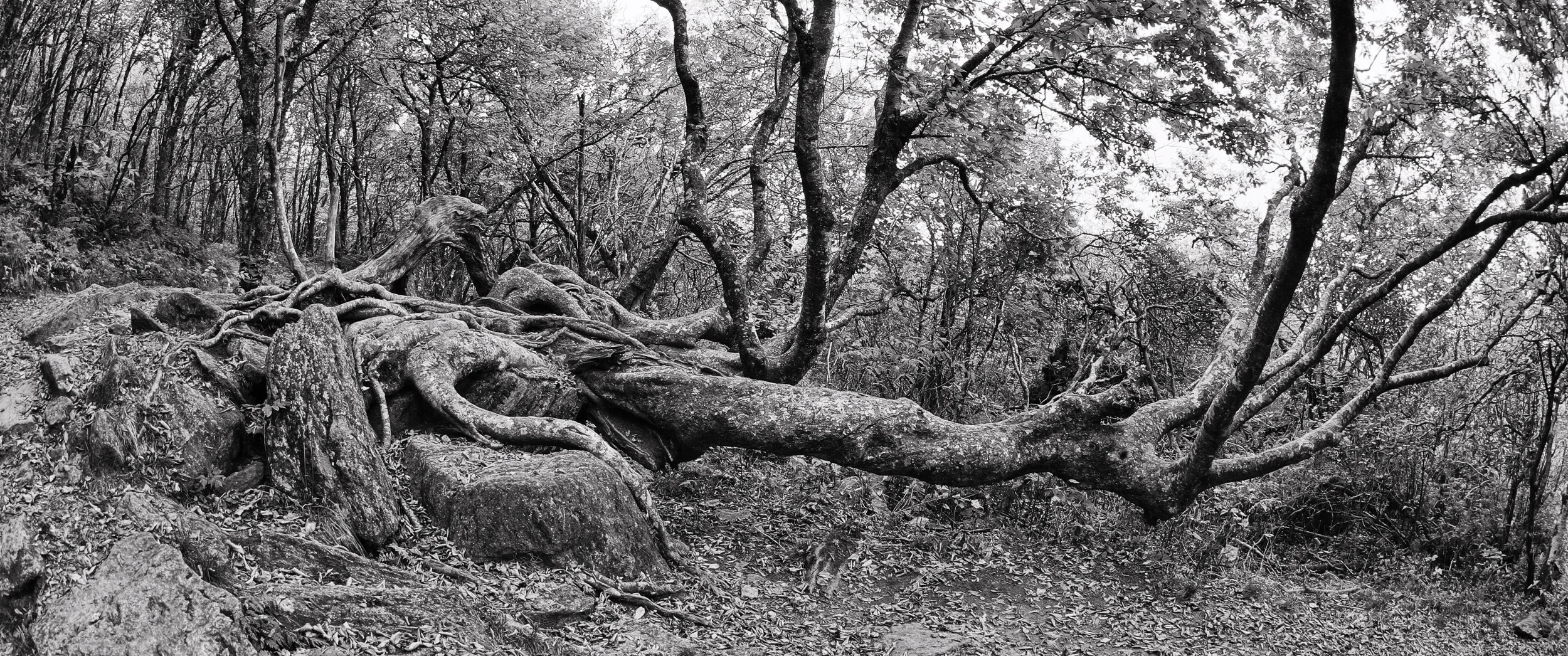 IMG_0194_HDR_ed4_13x31.jpg