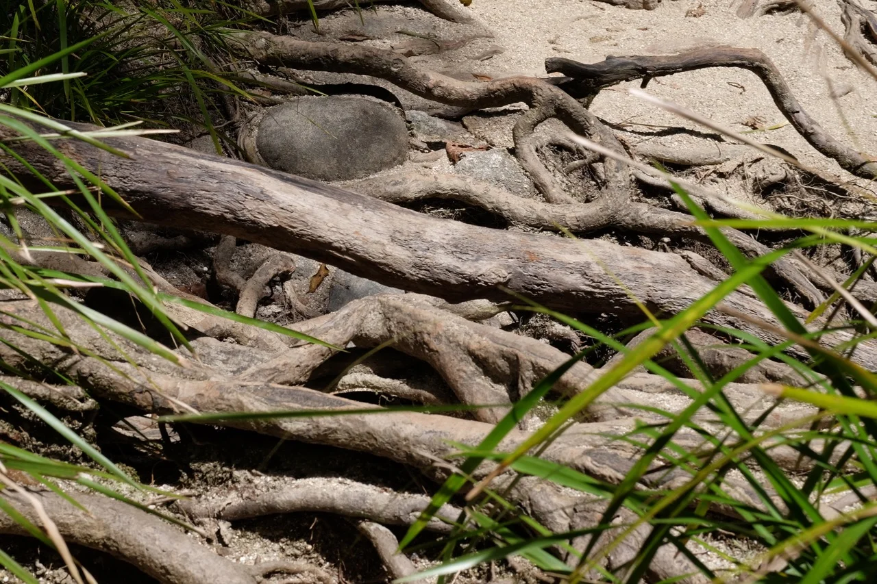 Port Douglas 2018 - 134 of 134.jpg