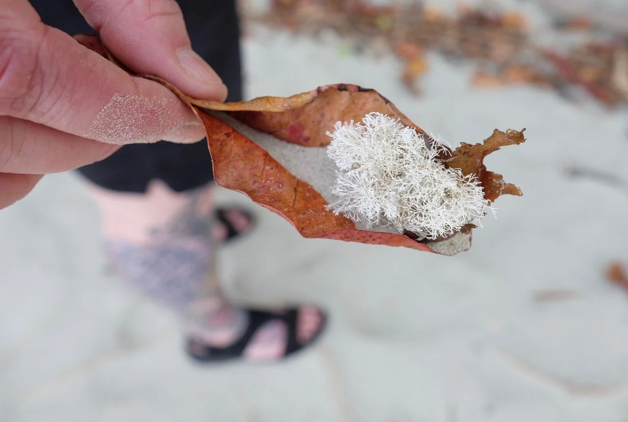Port Douglas 2018 - 67 of 134.jpg