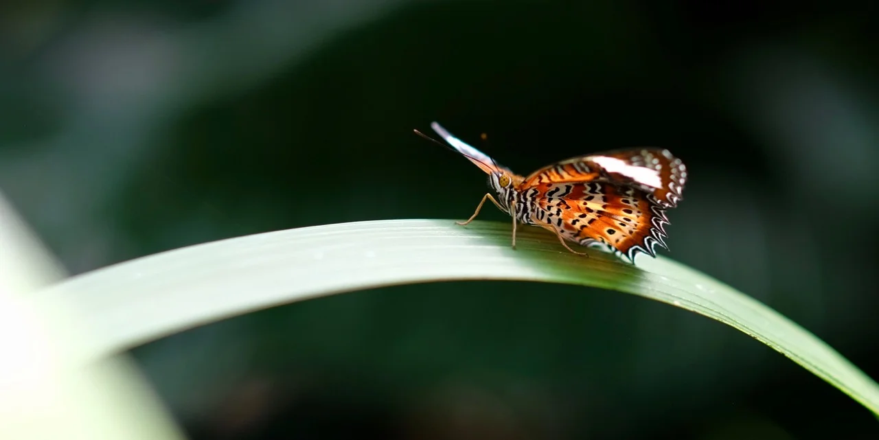 Port Douglas 2018 - 13 of 134.jpg