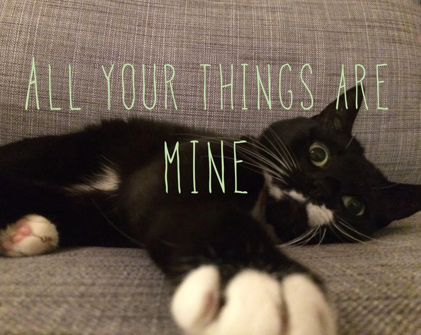 Oh TrashCat. This is why we can't have nice things! 