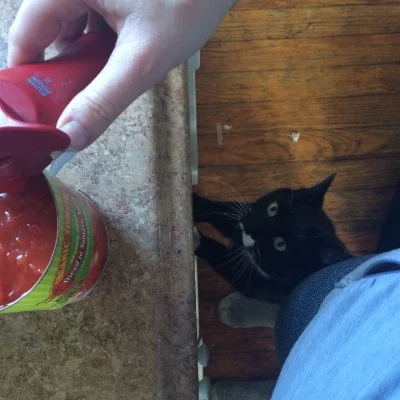 Poor TrashCat--she thinks the can opener means TUNA! Sometimes it's just tomatoes. 